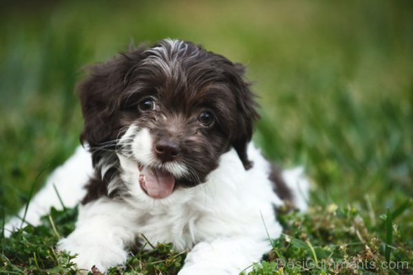 Cockapoo Dog Breed