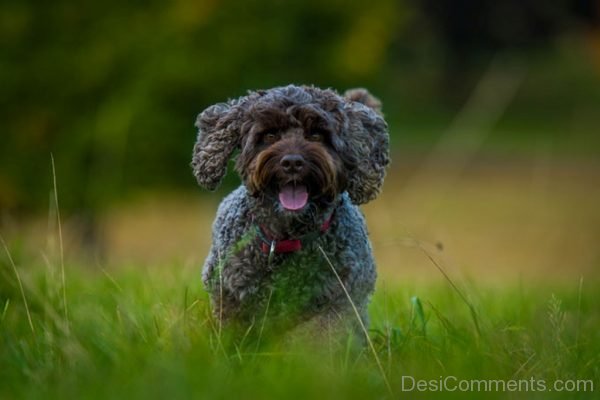 Cockapoo Dog Breed Picture