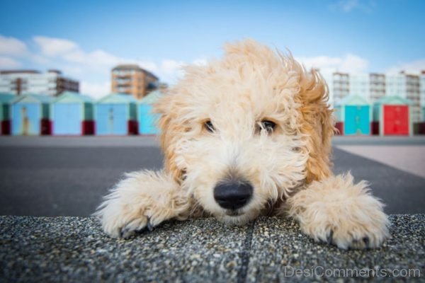 Cockapoo Dog