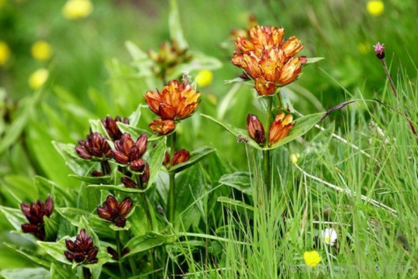 Colourful Gentiana Purpurea Flowers