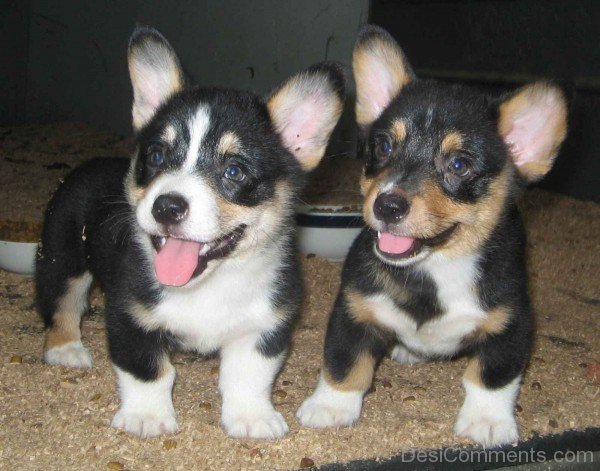 Corgi Puppies-ADB03251DCDC50