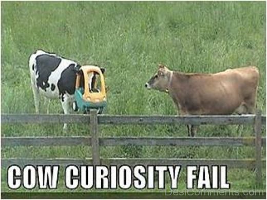 Cow Curiosity Fail