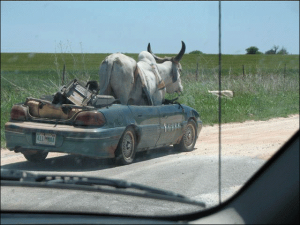 Cow Drive The Car