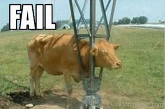 Cow Fail