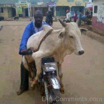 Cow Try To Drive Bike