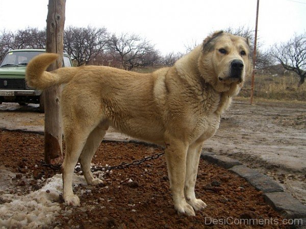 Cream Armenian Gampr Dog-ADB014514DC02114
