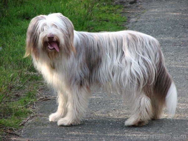 Cream Bearded Collie On Road-adb75665DC9DC65