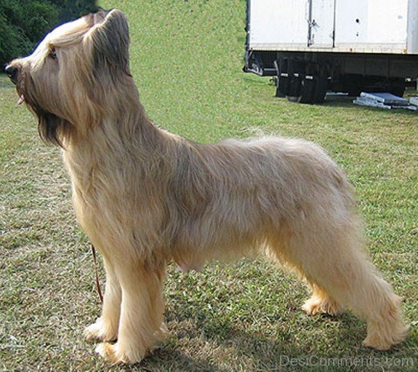 Cream Briard Dog-id050