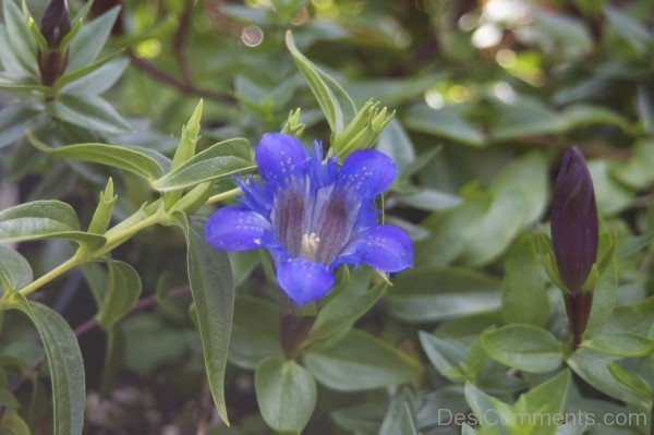 Crested Gentian Flower Image-hgr404DC0007