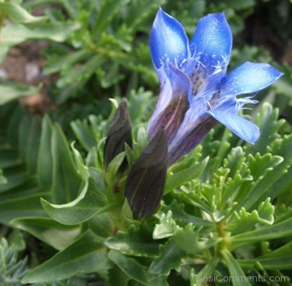 Crested Gentian Flower-hgr405DC0019