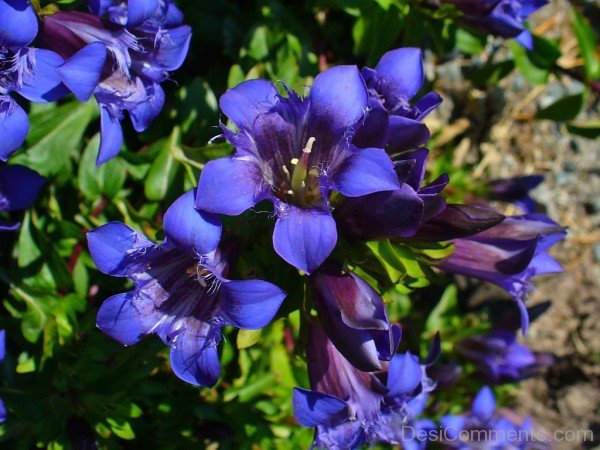 Crested Gentian Flowers Image-hgr406DC0028