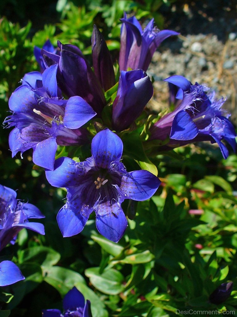 Crested Gentian Flowers Picture - DesiComments.com