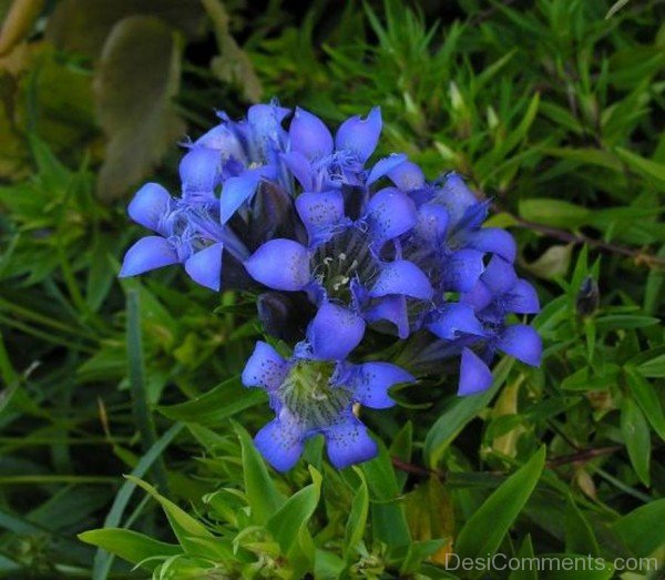 Crested Gentian Flowers With Green Leaves-hgr409DC0001