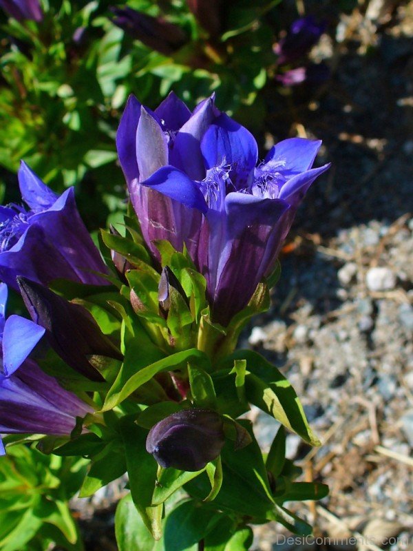 Crested Gentian Picture-hgr413DC0027