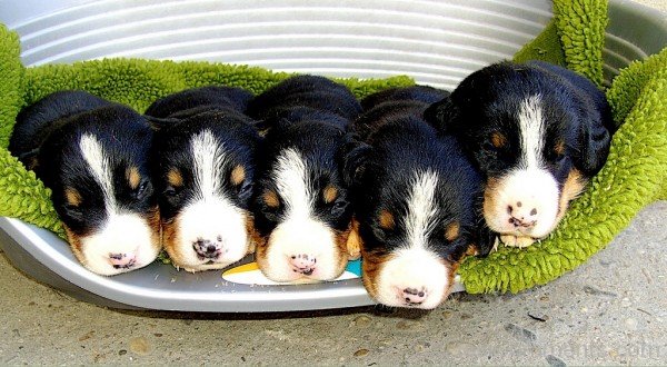 Cute Appenzeller Sennenhund Puppies