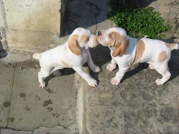 Cute Ariege Pointer Dog Puppies