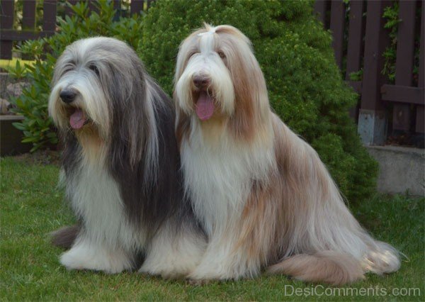 Cute Bearded Collie Dogs