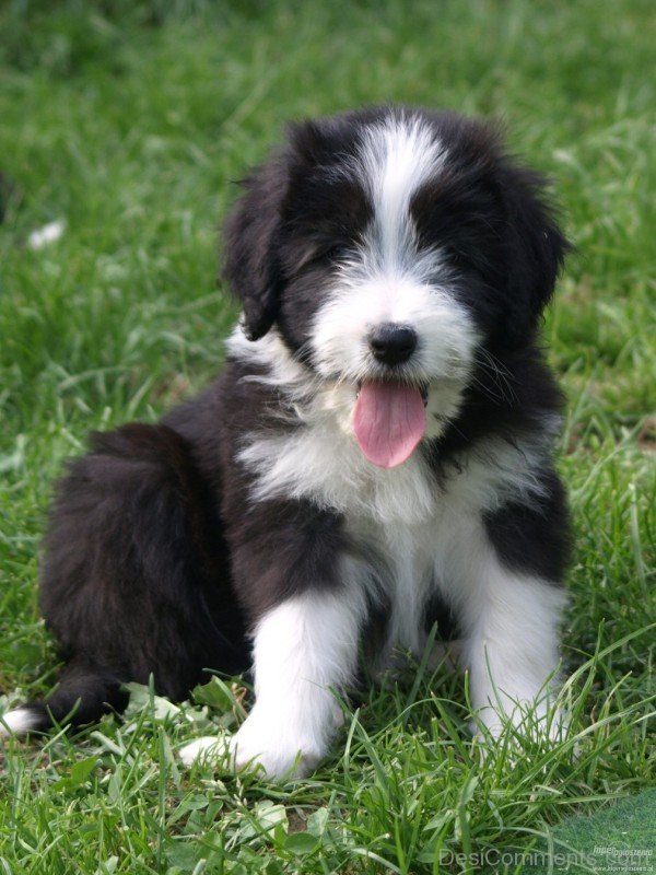 Cute Bearded Collie Puppy-adb75656DC9DC56