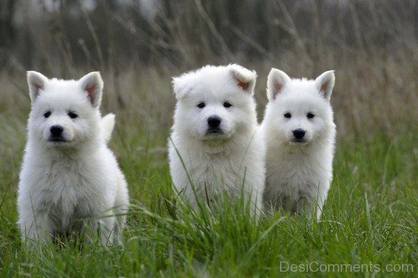 Cute Berger Blanc Suisse Puppies - DesiComments.com