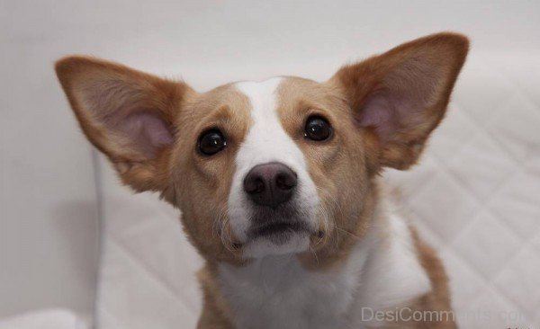 Cute Cardi Dog Closeup-ADB03203DCDC03