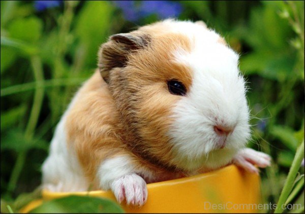 Cute Guinea Pig-rtev007