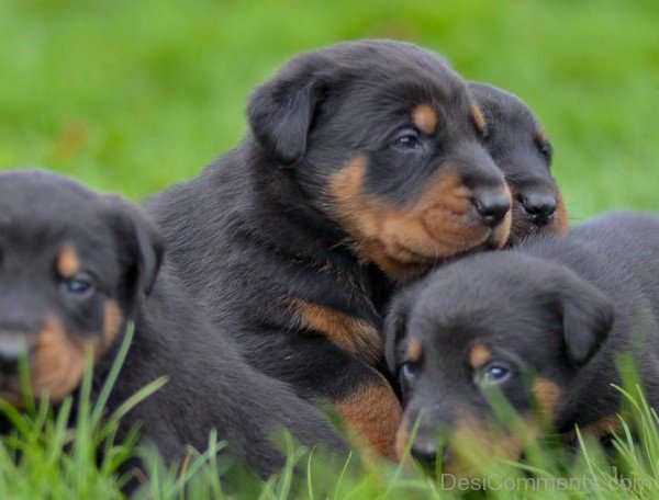 Cute Little Beauce Puppies-ADB09015DC0115