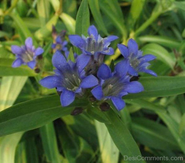 Dahurian Gentian Flowers Image-kyu706DC0DEsi01