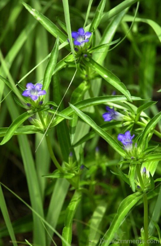 Dahurian Gentian Flowers Photo-kyu707DC0DEsi17