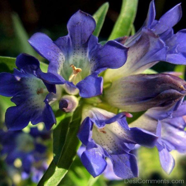 Dahurian Gentian Flowers Picture-kyu708DC0DEsi04