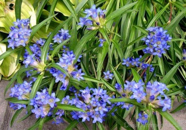 Dahurian Gentian Flowers With Green Leaves-kyu709DC0DEsi18