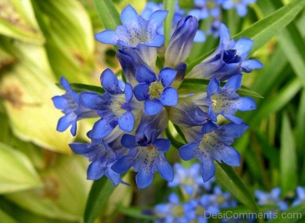 Dahurian Gentian Flowers-kyu710DC0DEsi07
