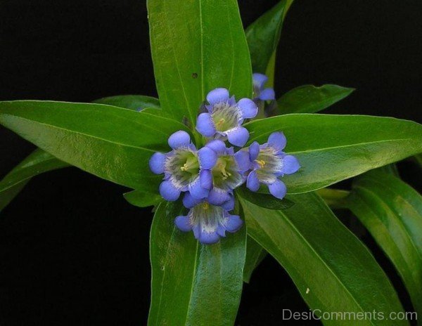 Dahurian Gentian Image