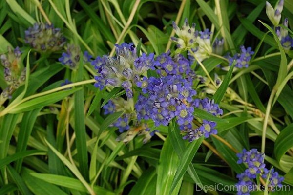 Dahurian Gentian Photo