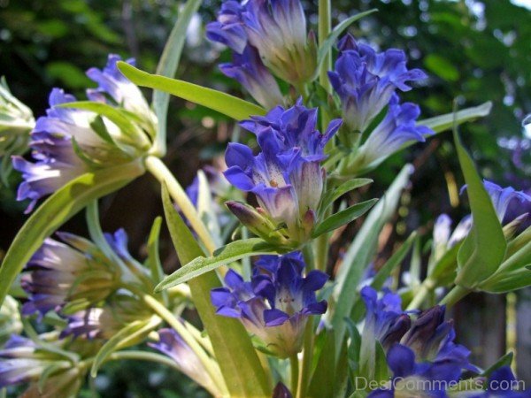 Dahurian Gentian Picture