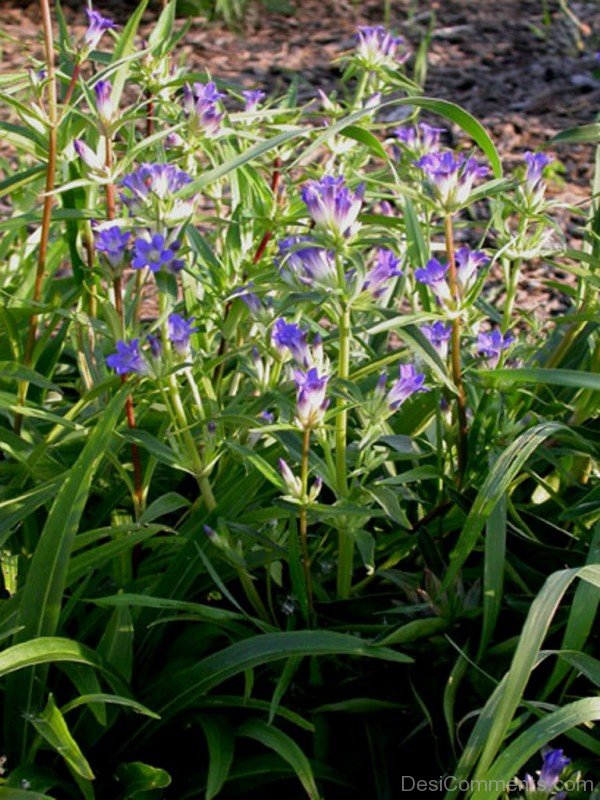 Dahurian Gentian
