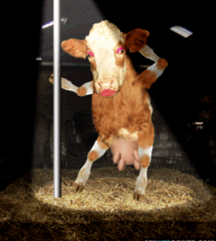 Dancer Cow
