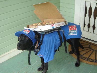 Delivery Dog
