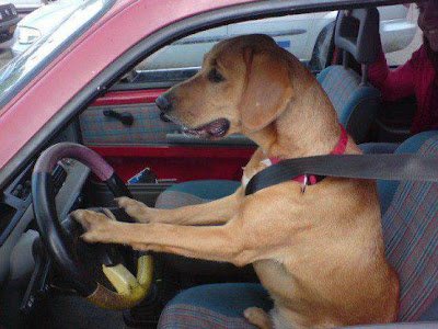 Dog Driving