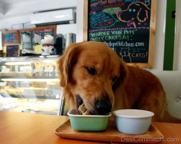 Dog Eating Food-DC030