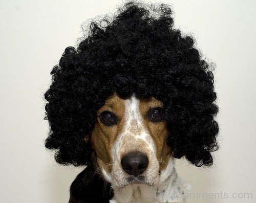 Dog Funny Afro Hairstyle
