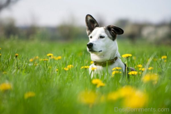 Dog In Field-DC033
