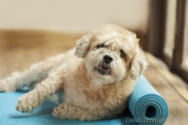 Dog On Yoga Mat-DC034