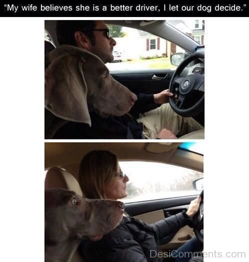 Dog  Reaction When I Drive