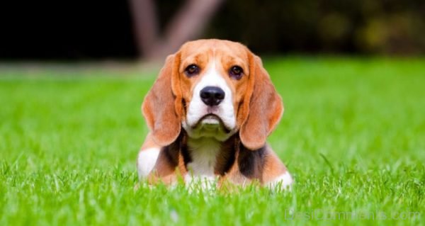 Dog Sitting In Grass