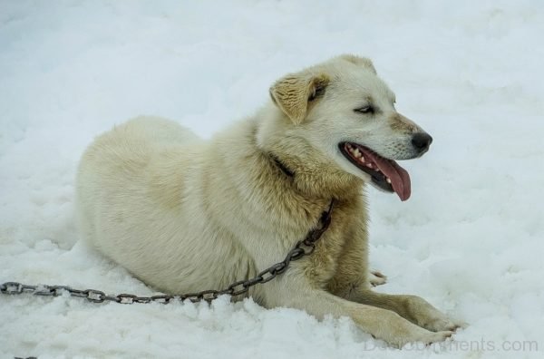 Dog Sitting On Snow