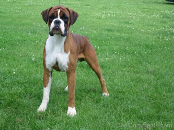 Dog Standing On Grass