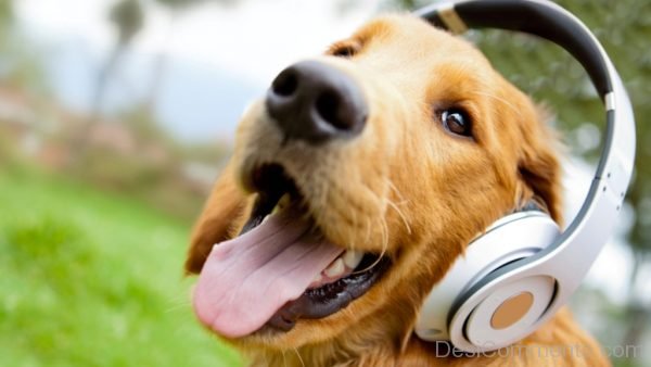 Dog With Headphone