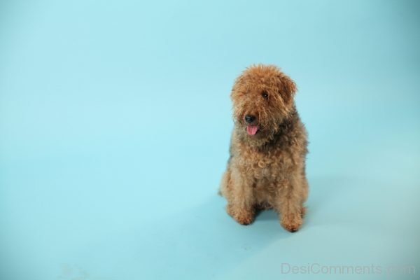 Dog With Curly Hairs-DC044