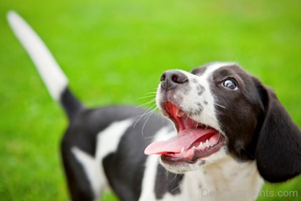 Dog With Open Mouth