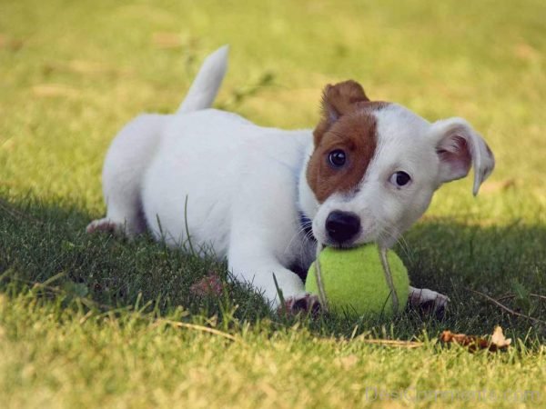 Dog playing With Tennis Ball